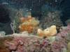 hopper-reef-sponge