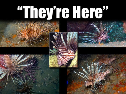3 Lionfish in Jacksonville