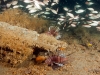 jacksonville-lionfish-reef