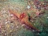 Texas Longhorn Hermit crab
