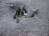 aircraft-wreckage-st-augustine