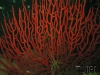 gorgonia coral