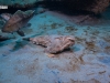 open-bargebatfish
