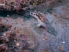 open-bargeseabass-flounder