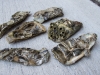 3-oyster-shells-juvinile