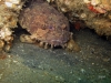 oyster-toadfish-offshore-reef