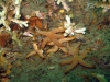 starfish-pile-offshore-reef