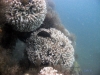 large coral colonies