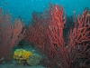 north-florida-red-coral