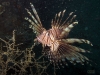 st-augustine-red-lionfish