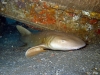 Taylor Reef, St. Augustine, nurse shark