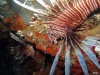 Taylor Reef, St. Augustine, lionfish