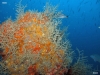 Taylor Reef, St. Augustine, reef growth