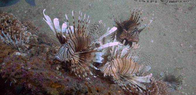 Lionfish Hunt, Sell, Eat… National Geographic Story