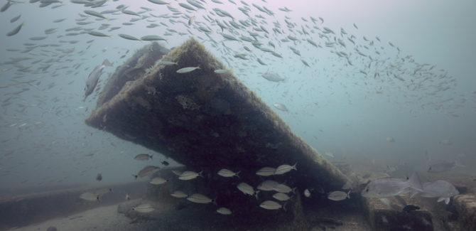 Artificial Reef Structures Evolve With Time